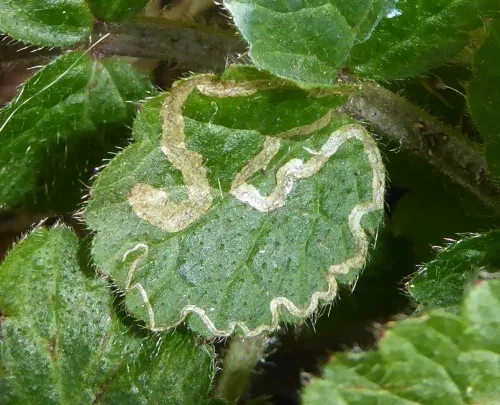 Stigmella splendidissimella - photo 8