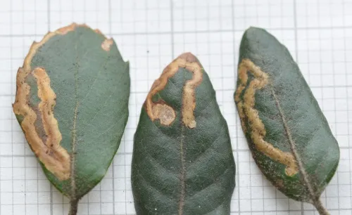 Stigmella suberivora - Stigmella suberivora