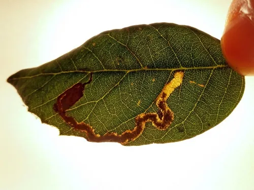 Stigmella suberivora - photo 2