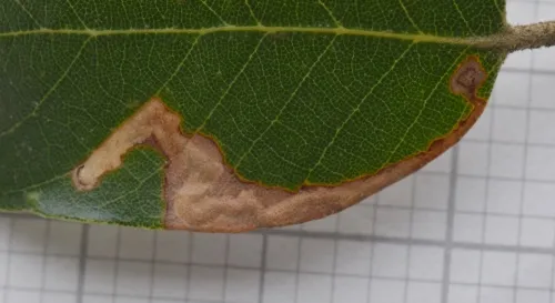 Stigmella suberivora - photo 3