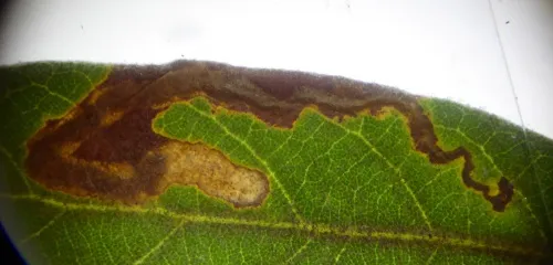 Stigmella suberivora - photo 4
