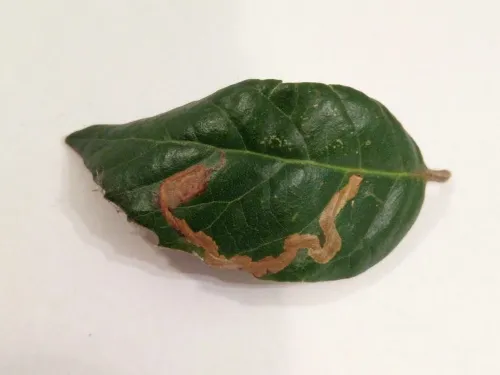 Stigmella suberivora - photo 5