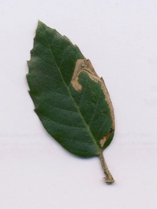 Stigmella suberivora - photo 6