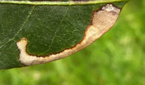 Stigmella suberivora - photo 7