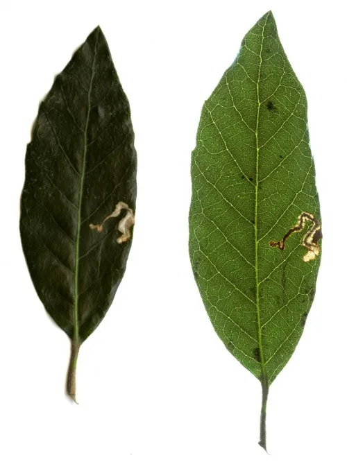 Stigmella suberivora - photo 8