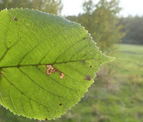 Stigmella tiliae - photo 2