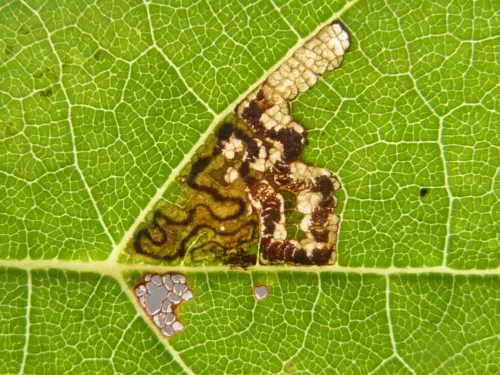 Stigmella tiliae - photo 3