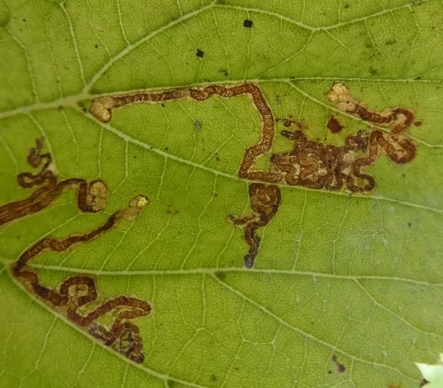 Stigmella tiliae - photo 4