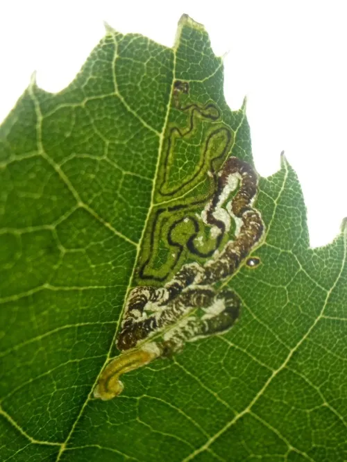 Stigmella tiliae - photo 5