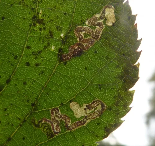 Stigmella tiliae - photo 6