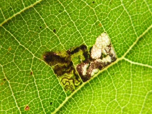 Stigmella tiliae - photo 7