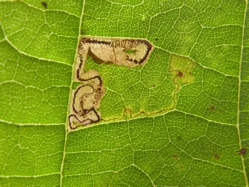 Stigmella tiliae - photo 8