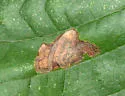 Stigmella tiliella - Hodges#0098