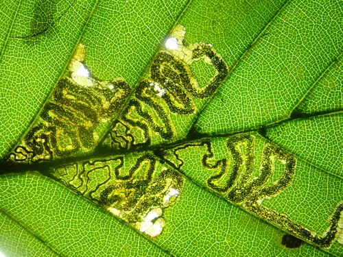 Stigmella tityrella - Stigmella tityrella