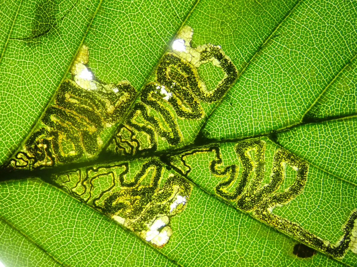 Stigmella tityrella - photo 3