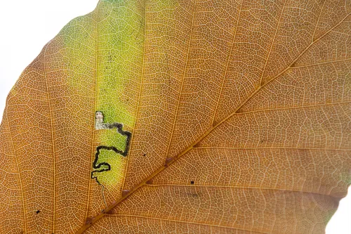 Stigmella tityrella - photo 4