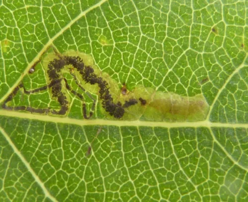 Stigmella trimaculella - photo 2