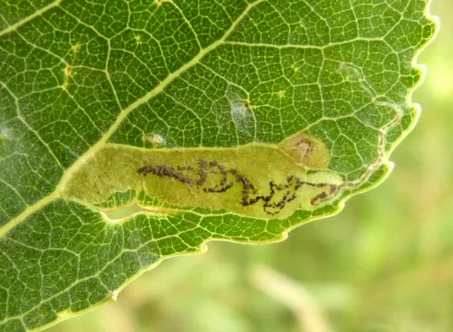 Stigmella trimaculella - photo 3