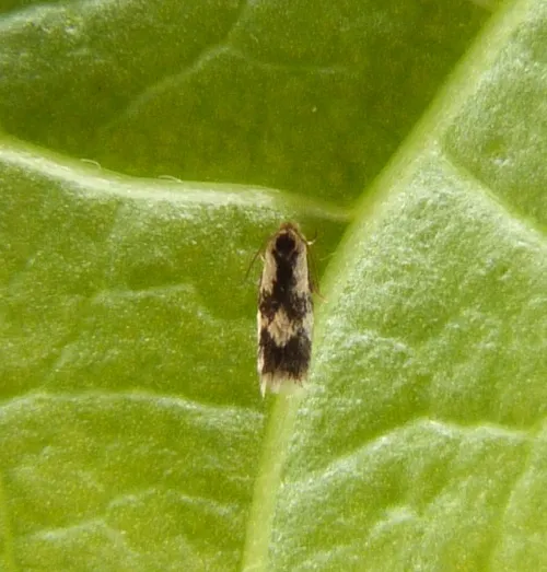 Stigmella trimaculella - photo 4