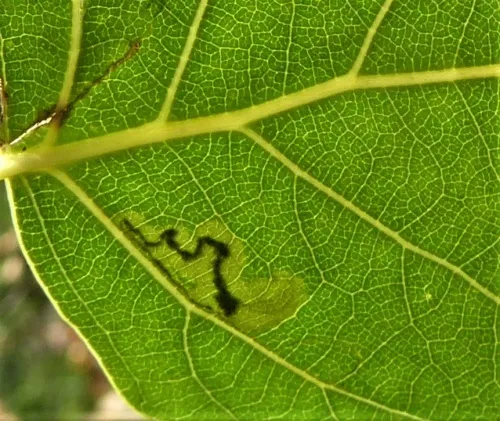 Stigmella trimaculella - photo 5