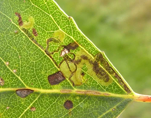 Stigmella trimaculella - photo 6