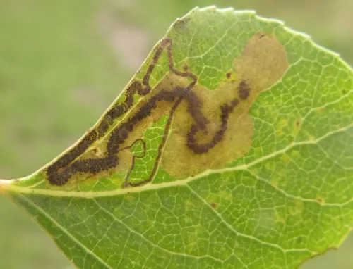 Stigmella trimaculella - photo 7