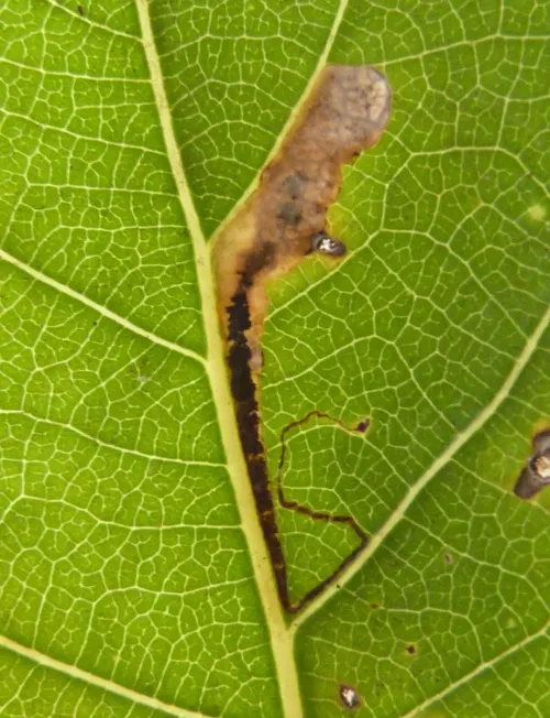 Stigmella trimaculella - photo 8