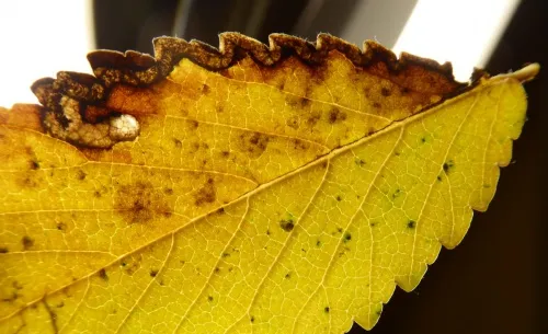 Stigmella ulmivora - photo 6