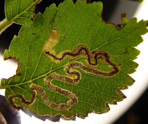 Stigmella ulmivora - Stigmella ulmivora