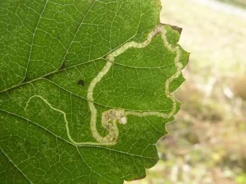 Stigmella ulmivora - photo 2