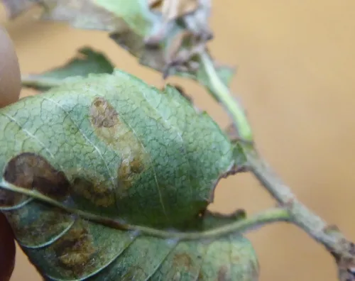 Stigmella ulmivora - photo 3