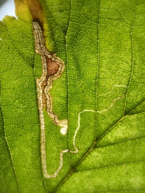 Stigmella ulmivora - photo 4