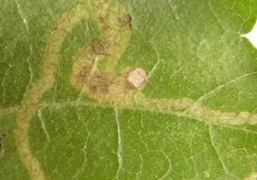 Stigmella ulmivora - photo 5