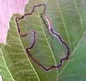 Stigmella undescribed-species-on-alnus