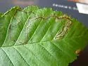 Stigmella undescribed-species-on-alnus - photo 2