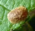Stigmella undescribed-species-on-alnus - photo 3