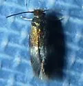 Stigmella undescribed-species-on-alnus - photo 4