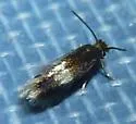 Stigmella undescribed-species-on-alnus - photo 5