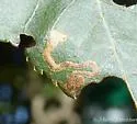 undescribed hickory-mining species