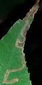 undescribed hickory-mining species - photo 5