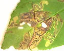 Stigmella undescribed-species-on-frangula-purshiana