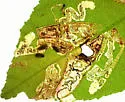 Stigmella undescribed-species-on-frangula-purshiana - photo 2