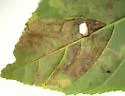 Stigmella undescribed-species-on-frangula-purshiana - photo 3