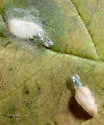 Stigmella undescribed-species-on-frangula-purshiana - photo 4