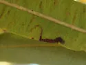 Stigmella undescribed-species-on-lyonothamnus