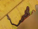 Stigmella undescribed-species-on-lyonothamnus - photo 2