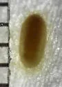 Stigmella undescribed-species-on-mahonia