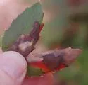 Stigmella undescribed-species-on-mahonia - photo 3
