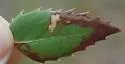 Stigmella undescribed-species-on-mahonia - photo 4