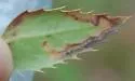 Stigmella undescribed-species-on-mahonia - photo 5